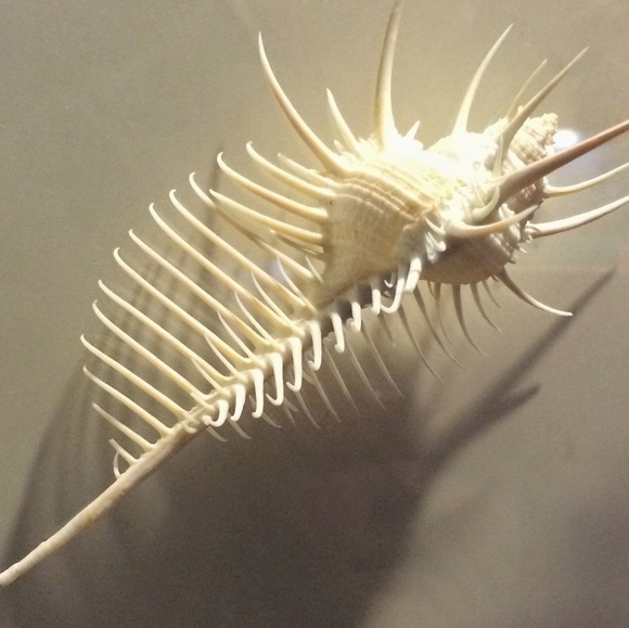 Posh Ambassador - Picture 4 of 4